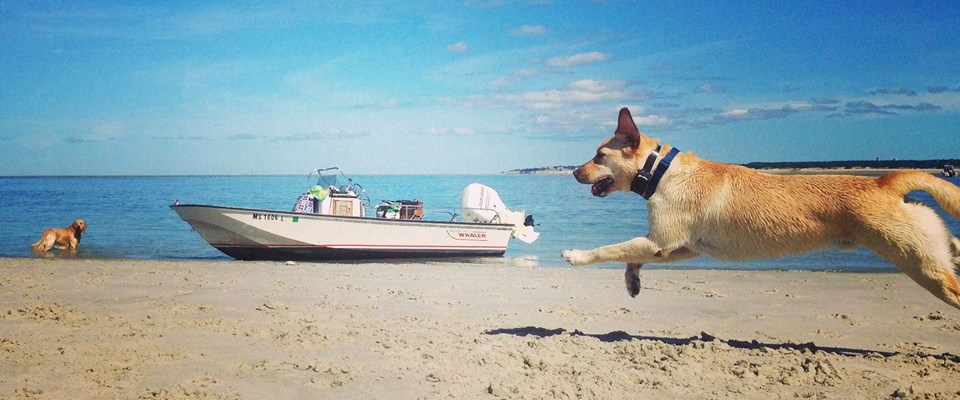 970989_610884088998543_303421291_n1 two dogs playing on a beach by a boat